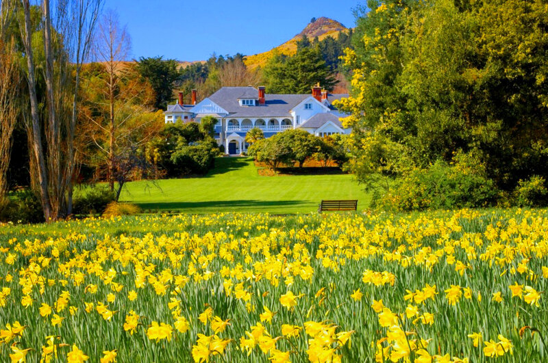 Yellow Daffodils Field — Serene, Spring
