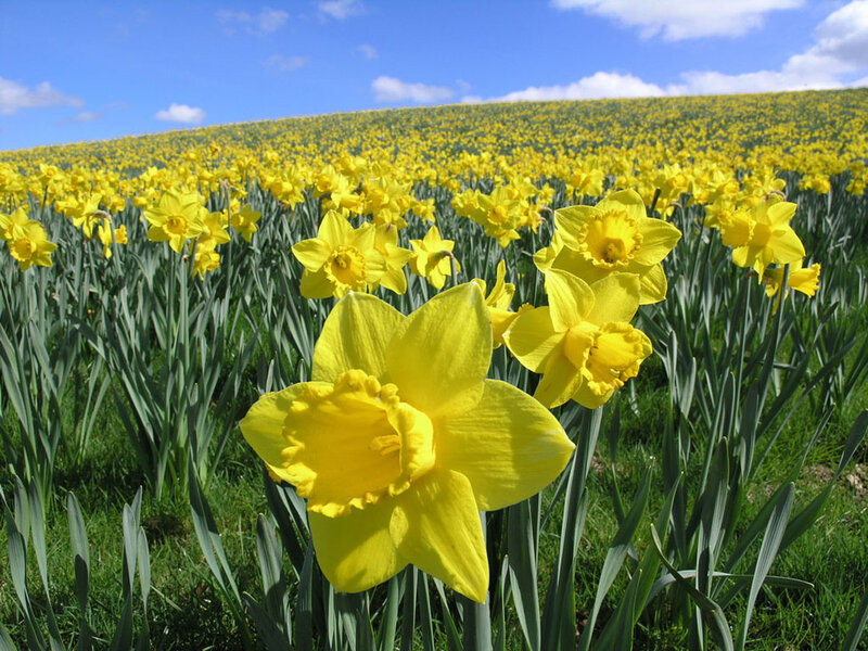Yellow Daffodils Field — Serene