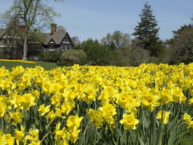 Yellow Daffodils Field