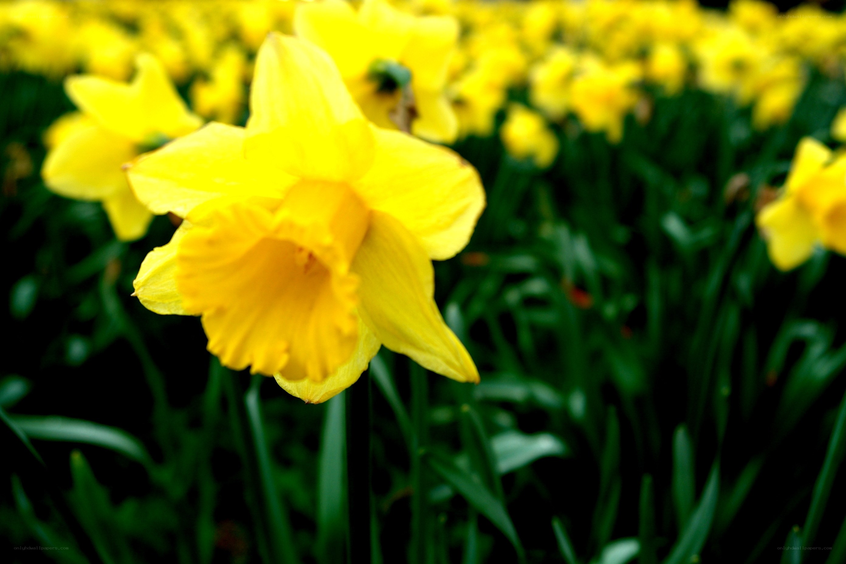 Yellow daffodils in a field