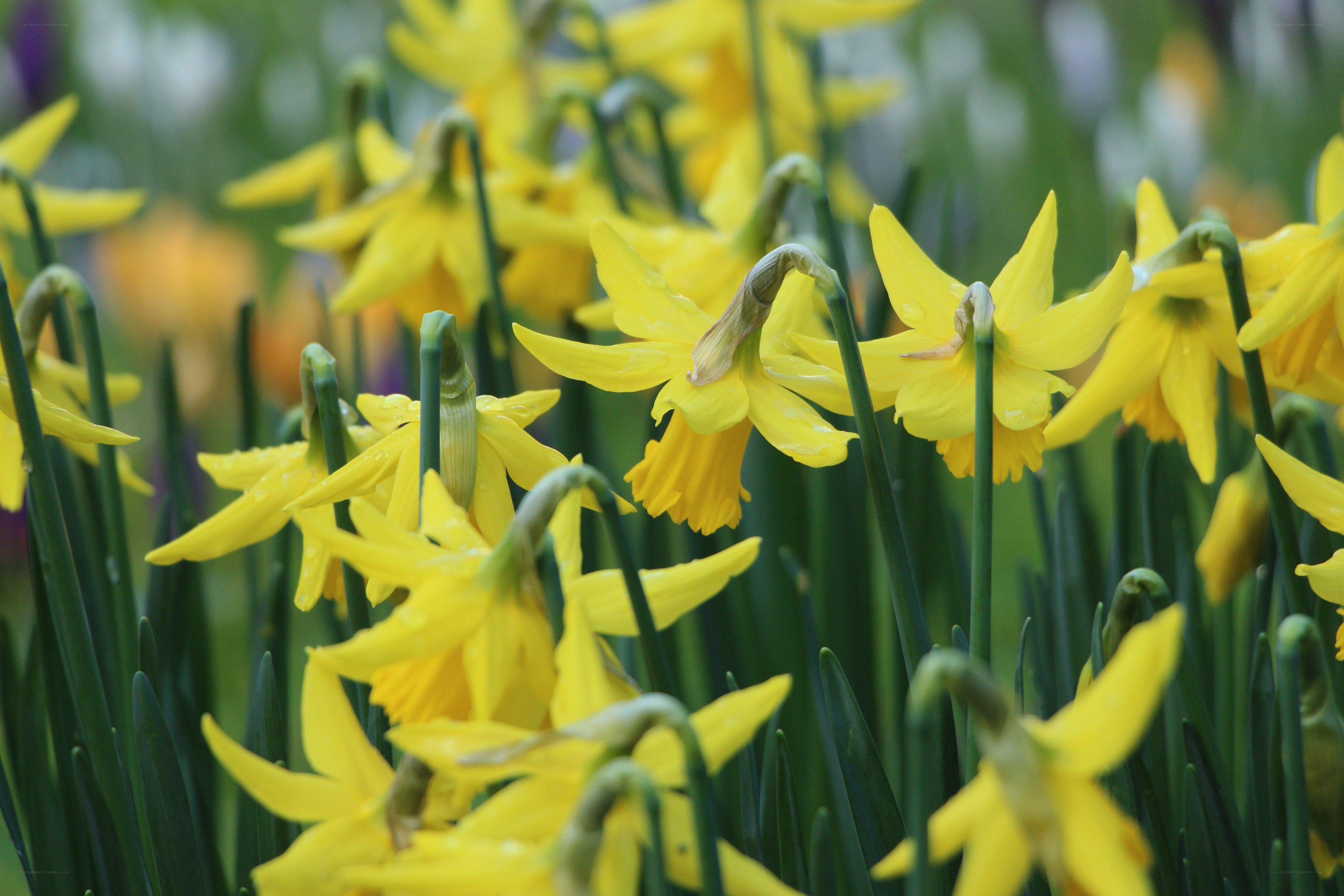 Yellow daffodils in a field