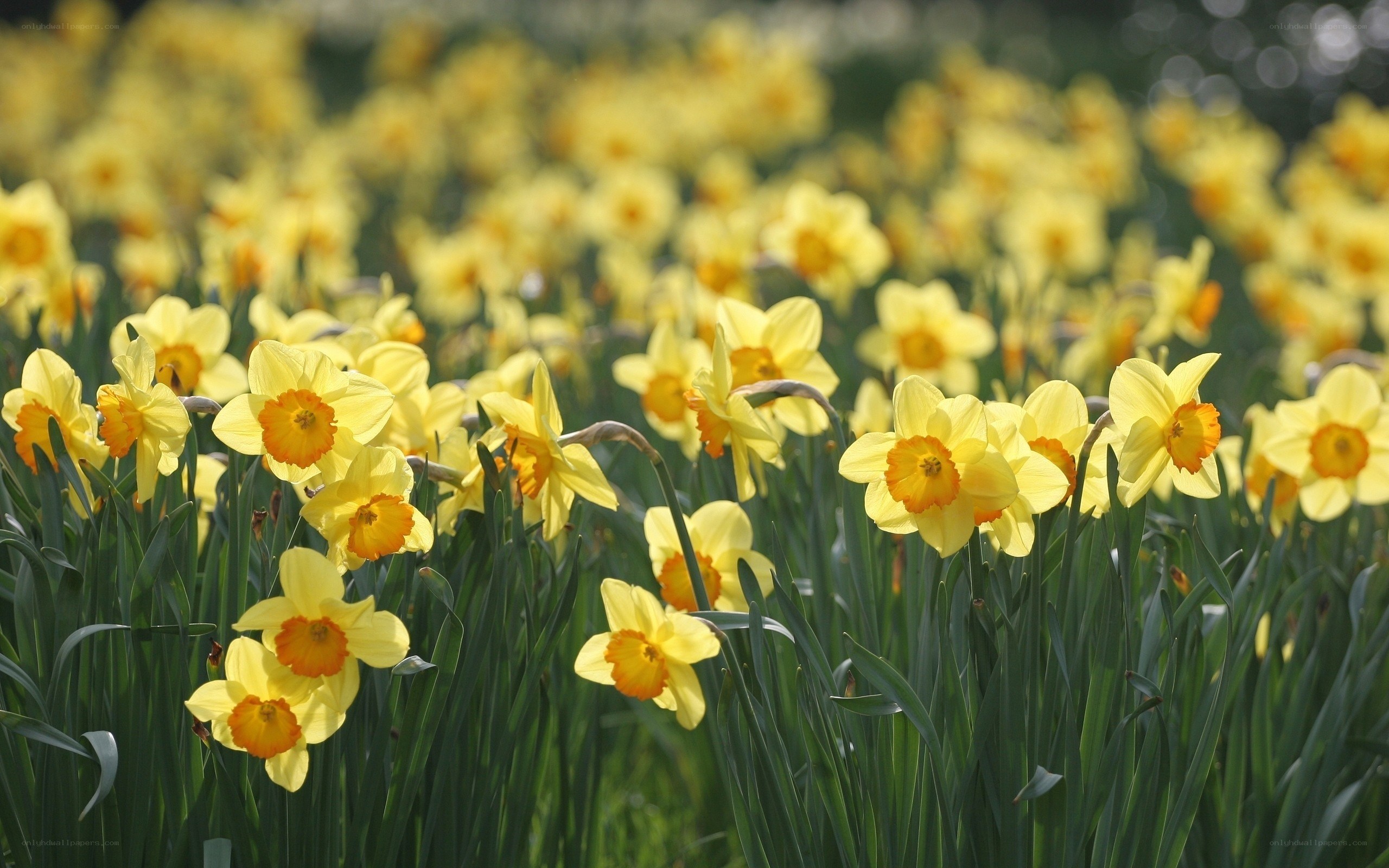 Yellow daffodils in a field