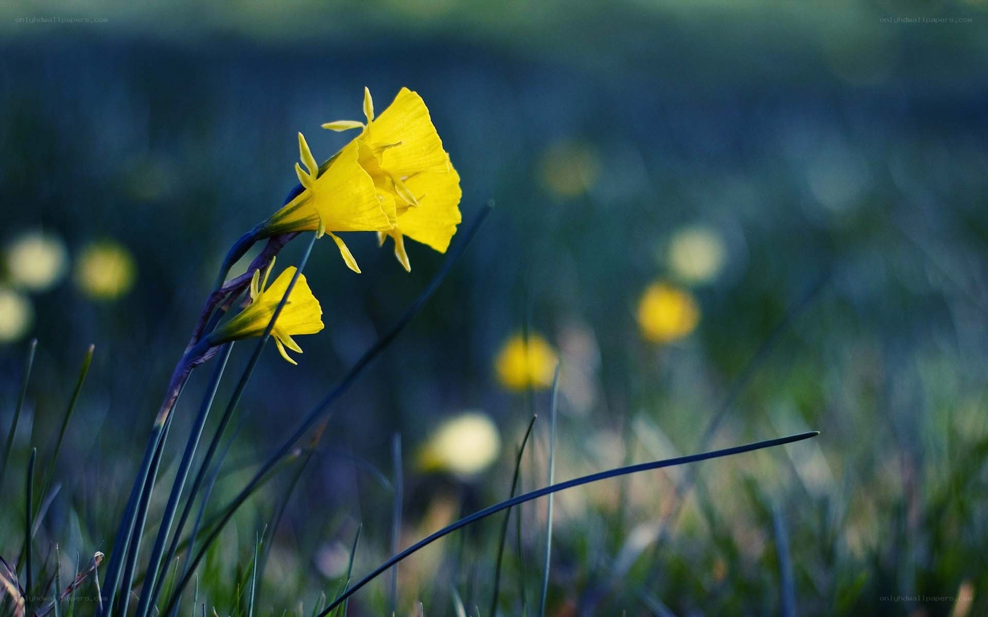 Yellow daffodils in a field