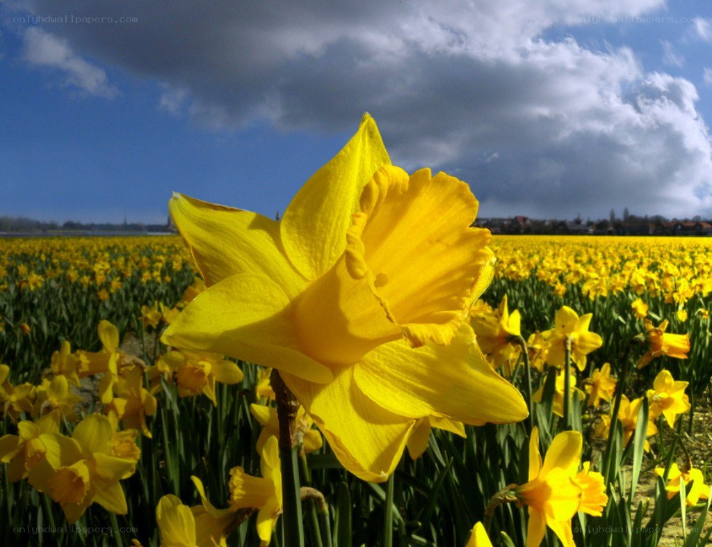 Yellow daffodils in a field