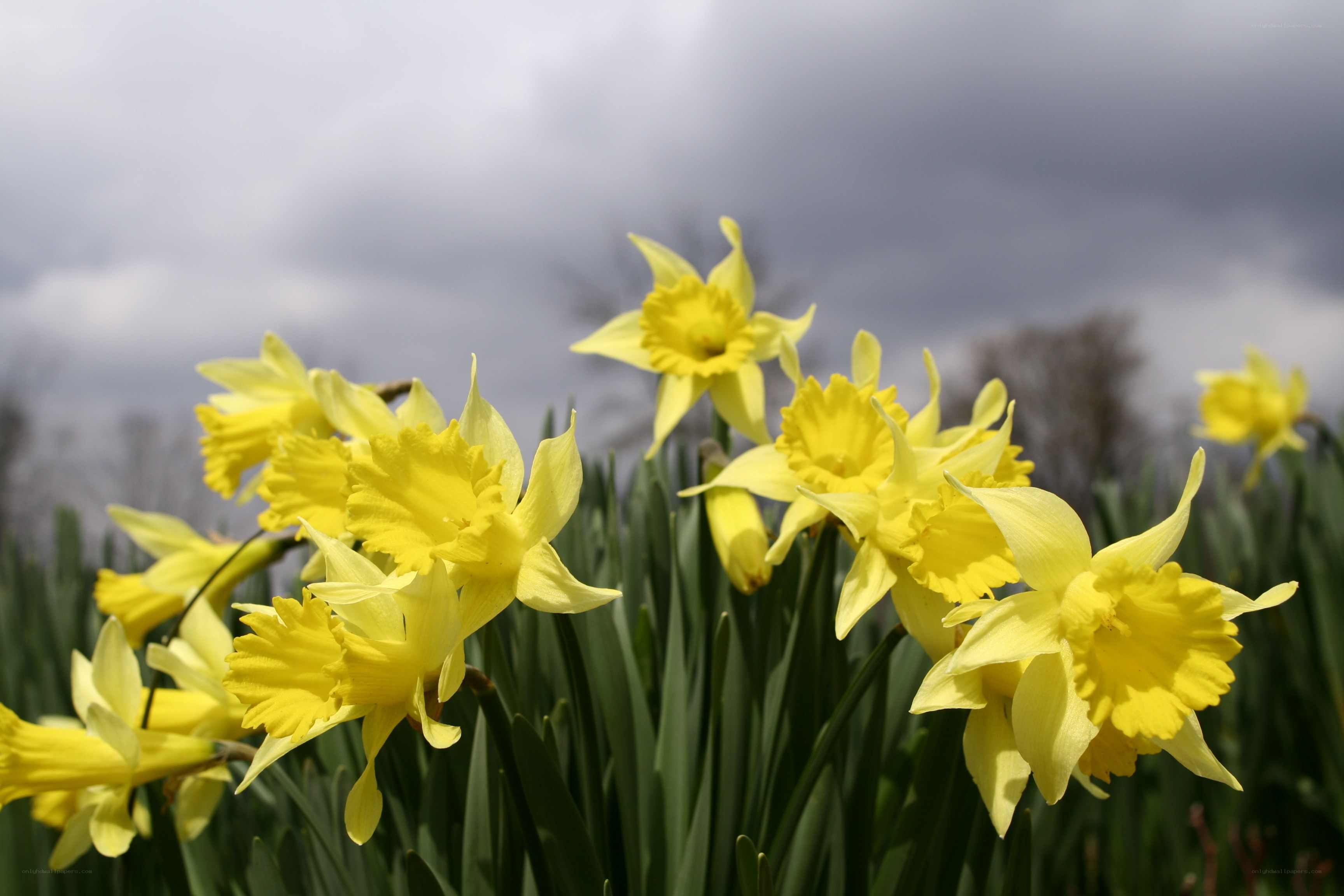 Yellow daffodils in a field