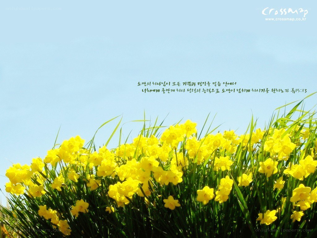 Yellow daffodils in a field