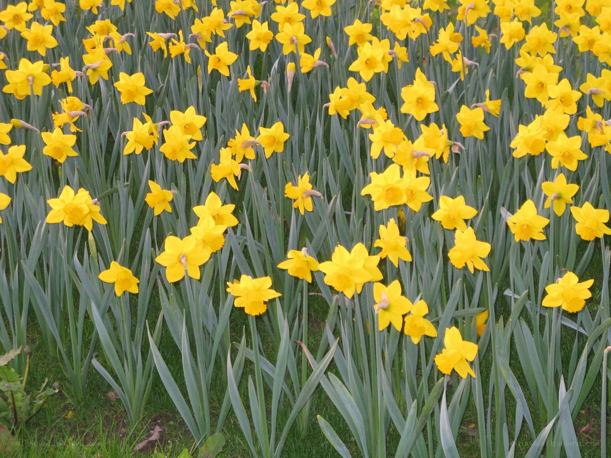 Yellow daffodils in a field