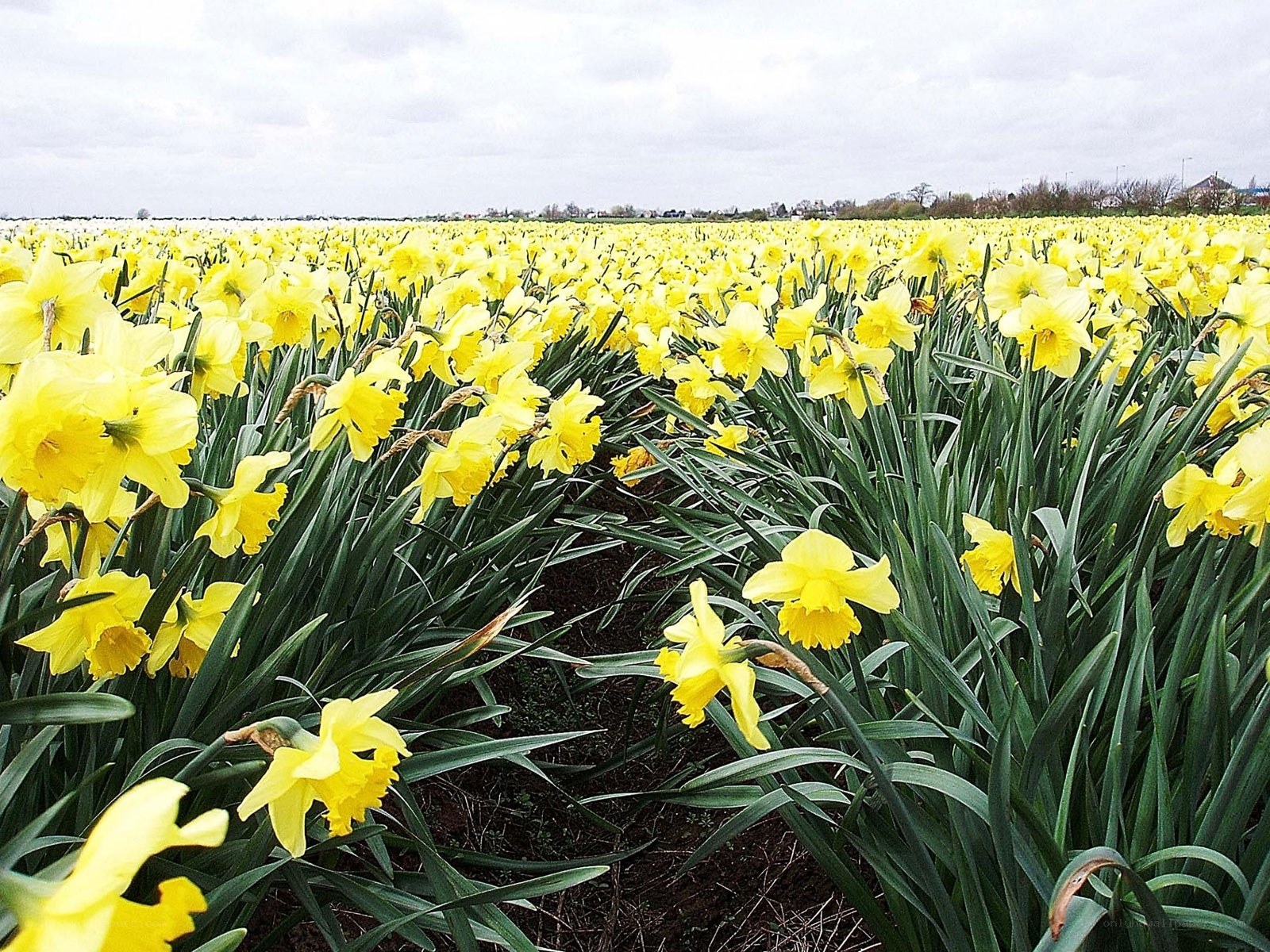 Yellow daffodils in a field