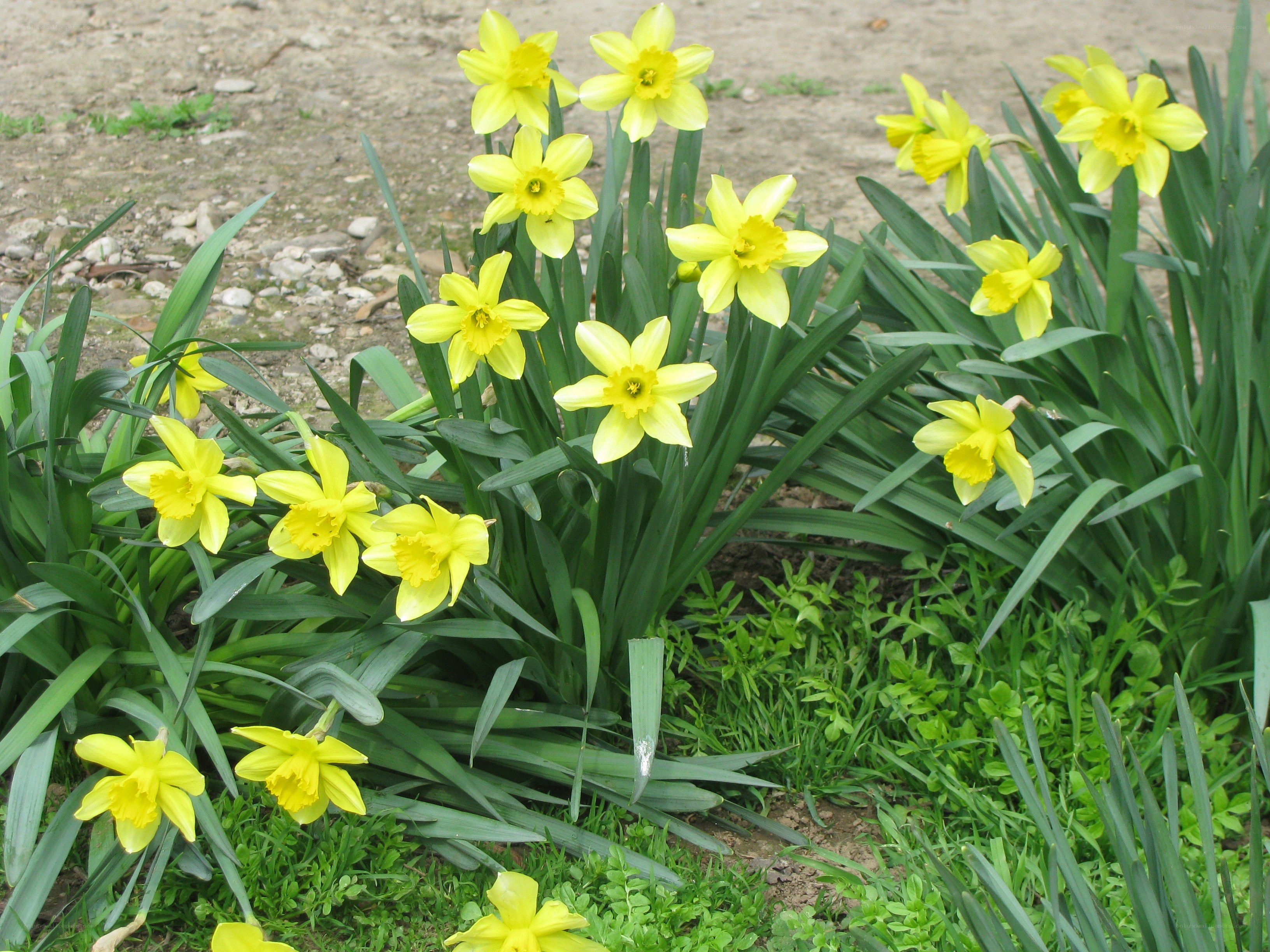 Yellow daffodils in a garden