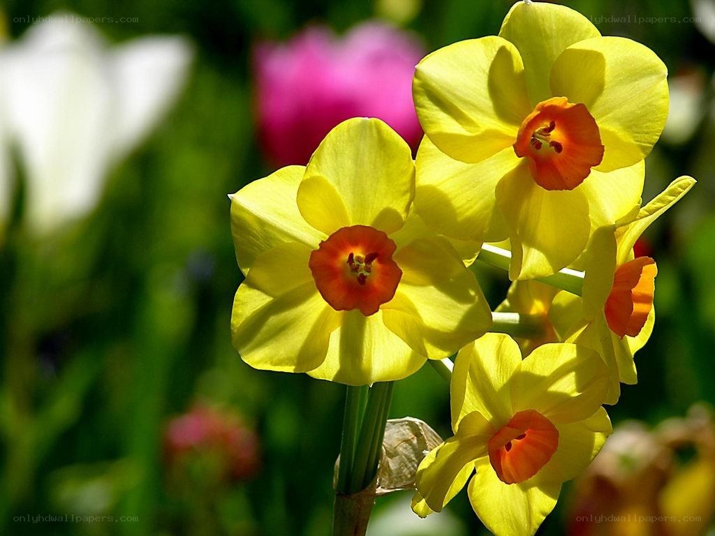 Yellow daffodils in a garden