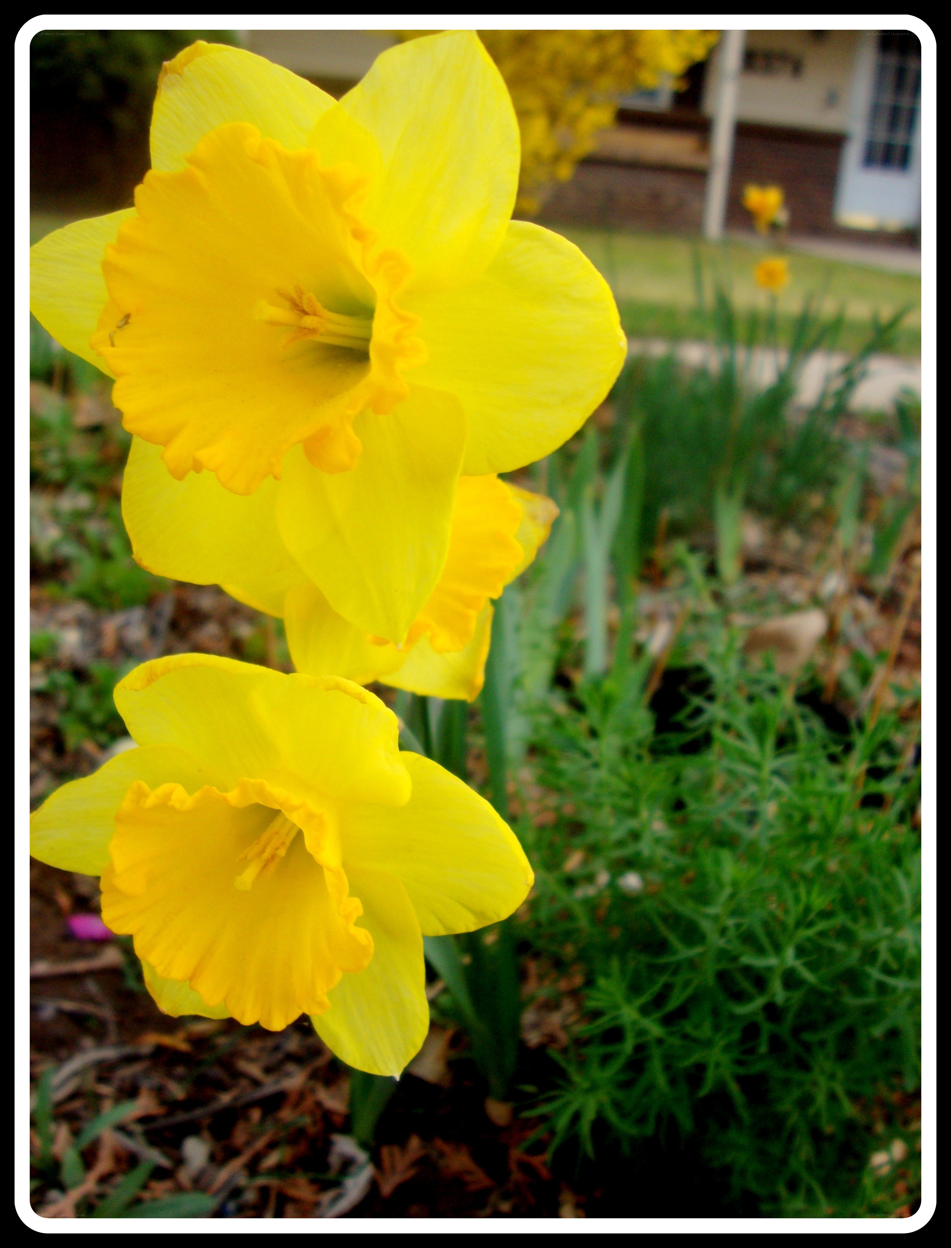 Yellow daffodils in a garden