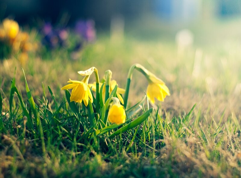 Yellow daffodils in a grassy field