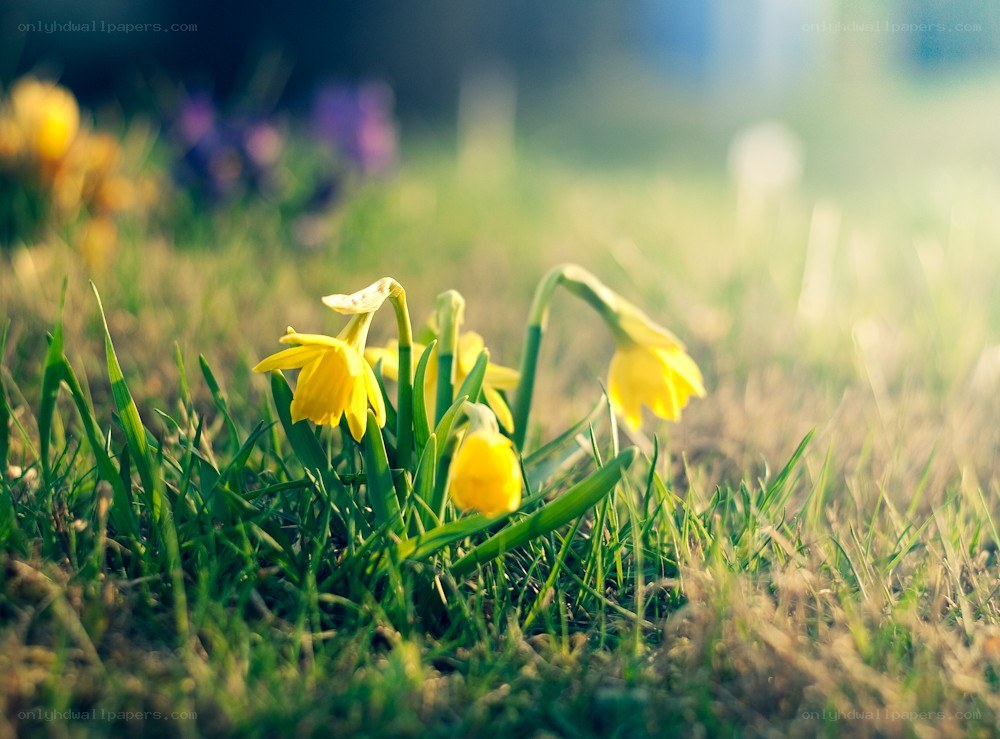 Yellow daffodils in a grassy field