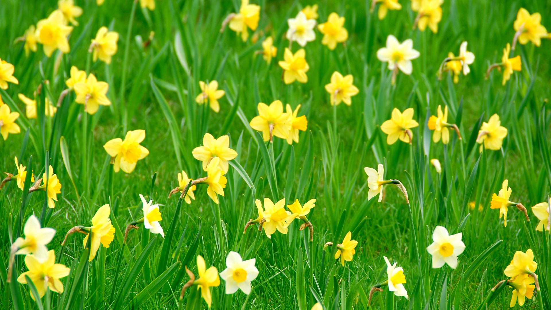 Yellow daffodils in a green field