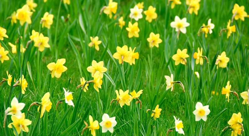 Yellow daffodils in a green field