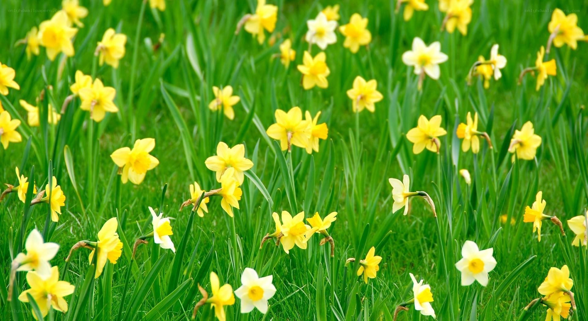 Yellow daffodils in a green field