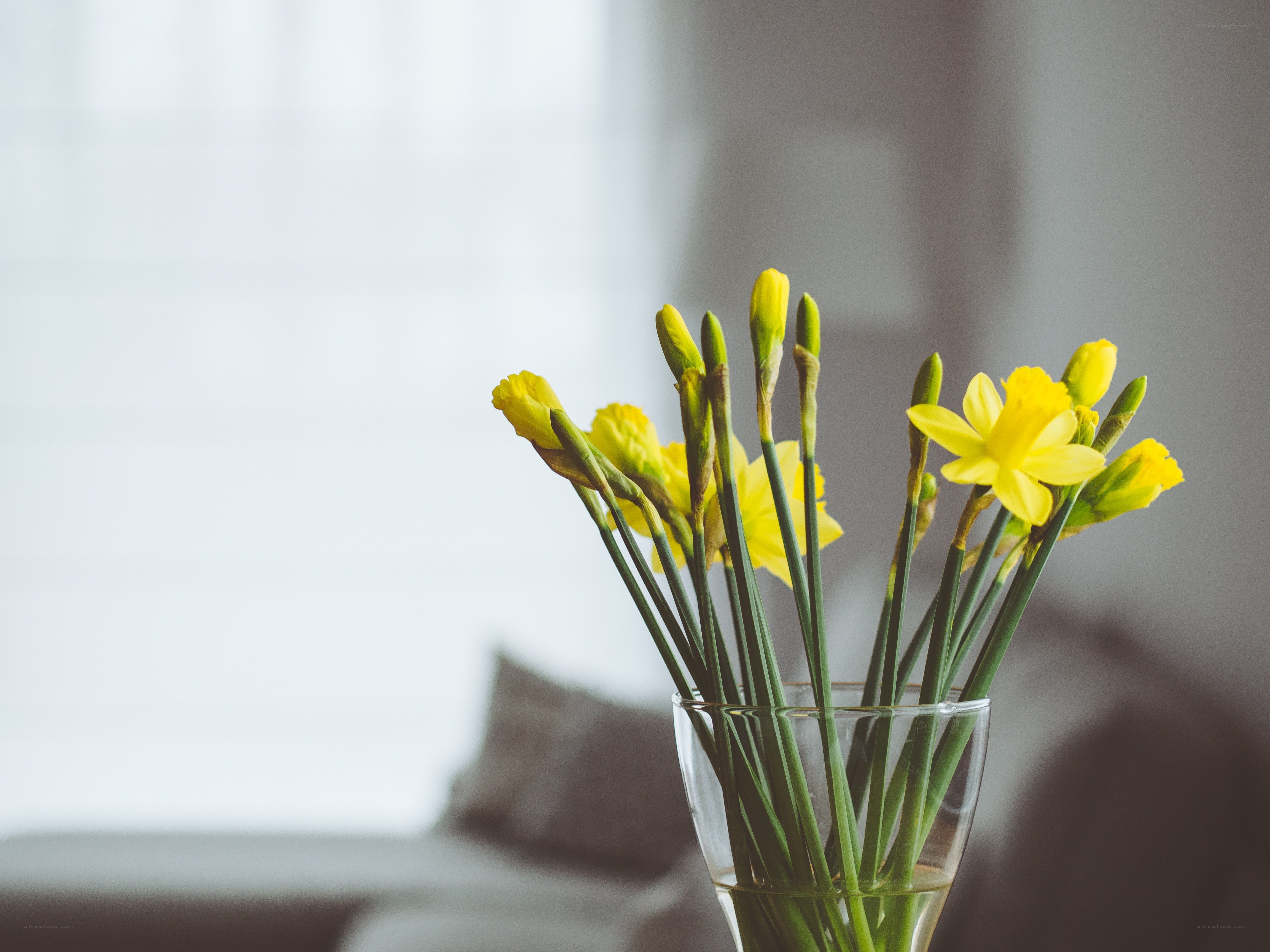 Yellow daffodils in a vase