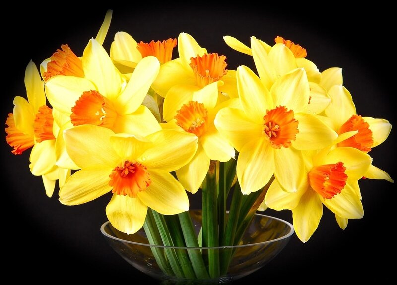 Yellow daffodils in a vase