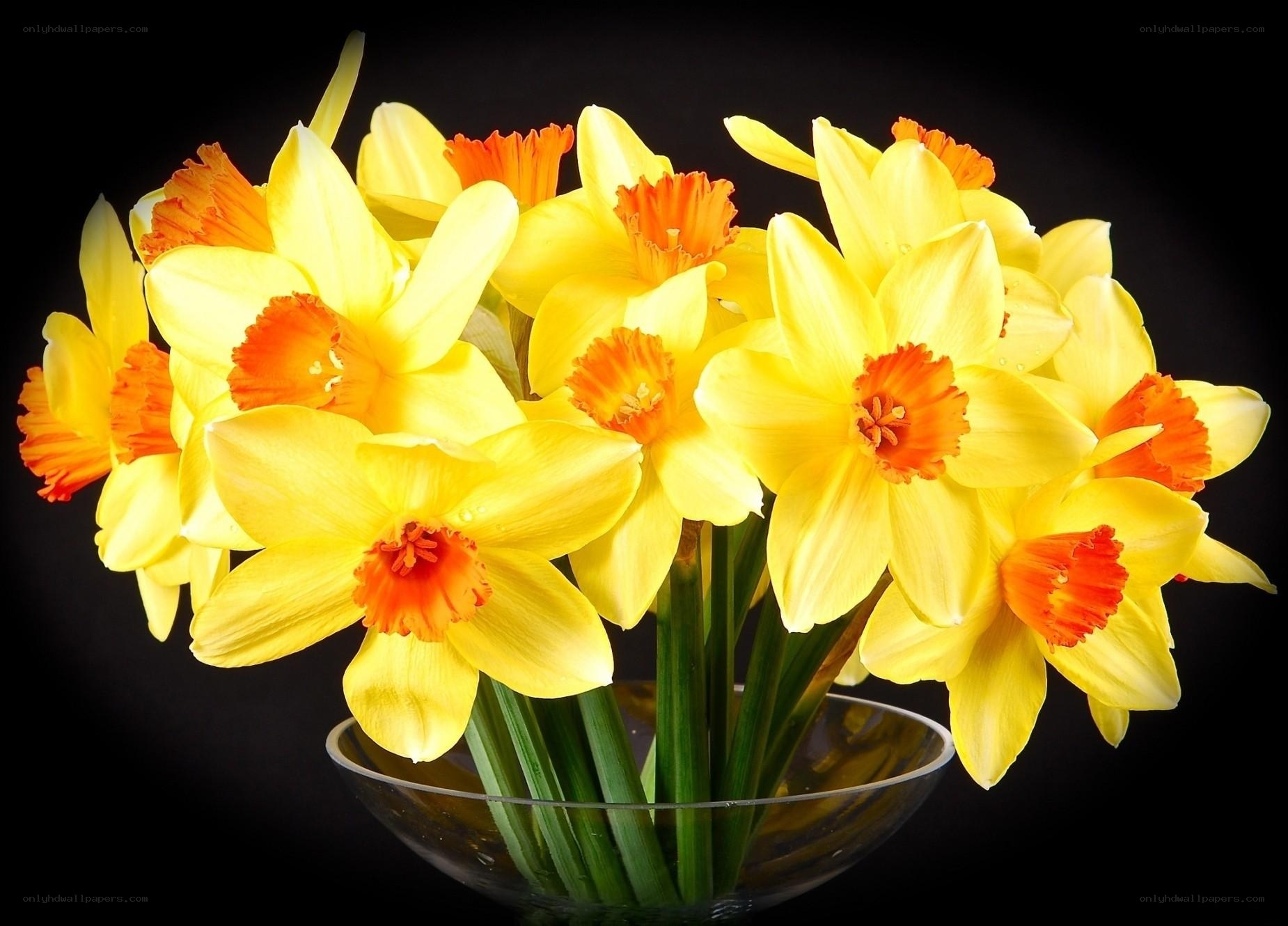 Yellow daffodils in a vase