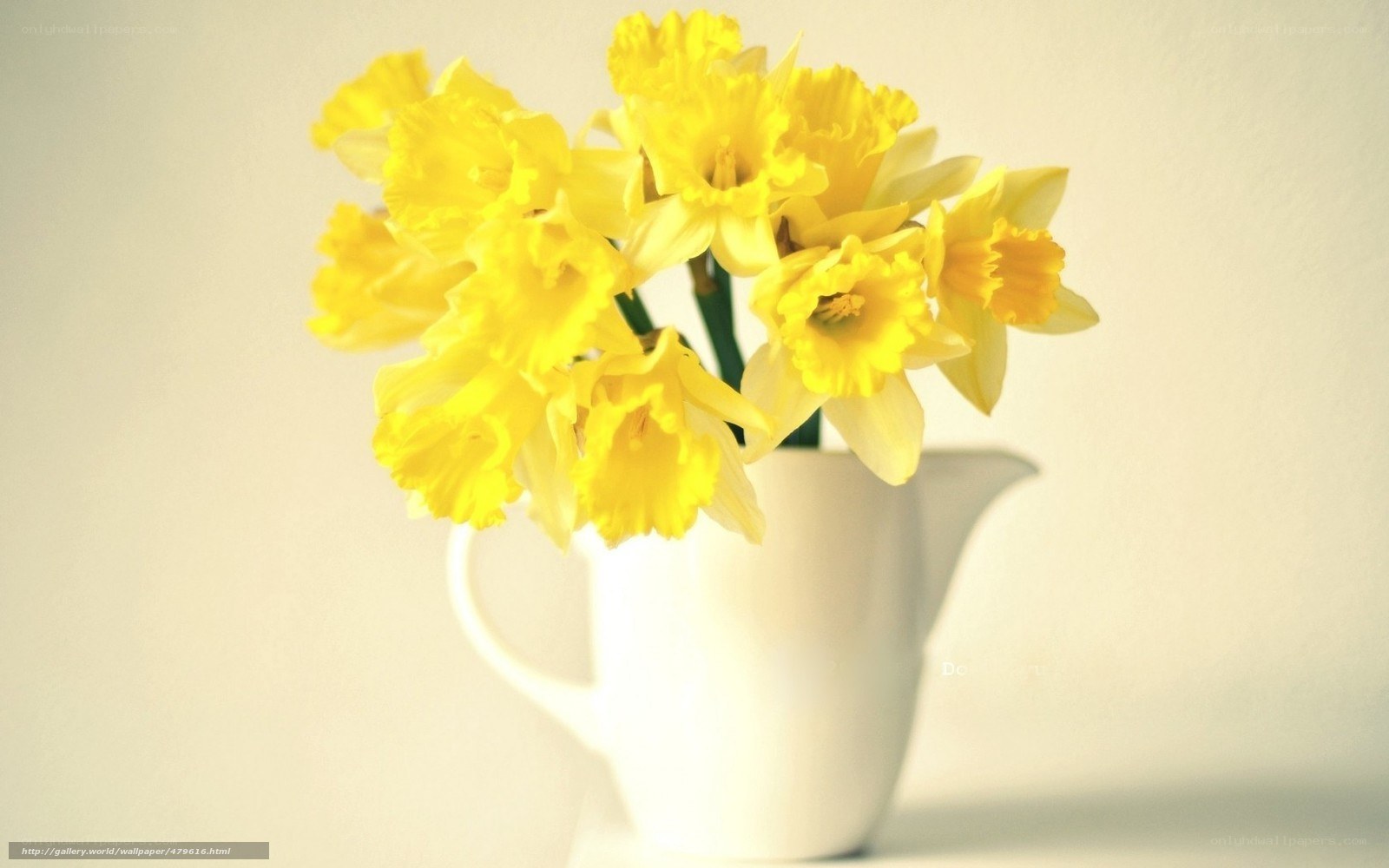 Yellow daffodils in a white pitcher