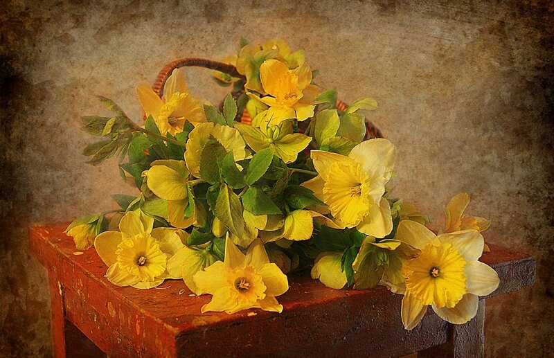 Yellow Daffodils in Basket — Calm