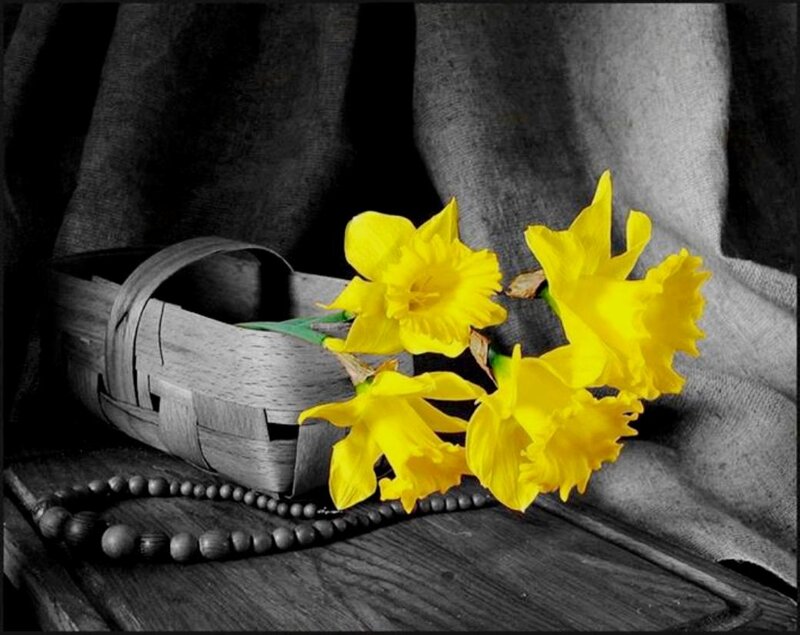 Yellow Daffodils in Basket — Dramatic