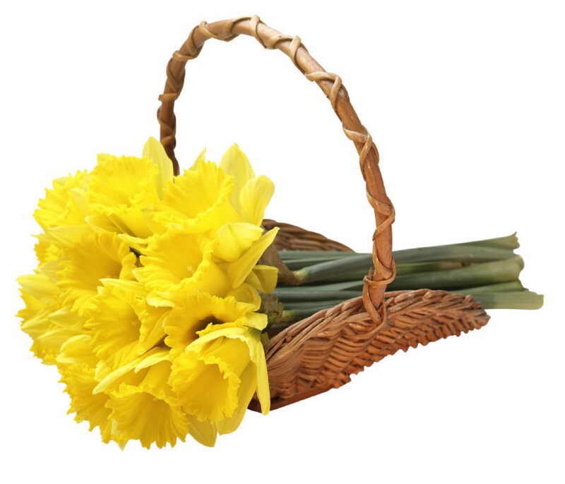 Yellow Daffodils in Basket