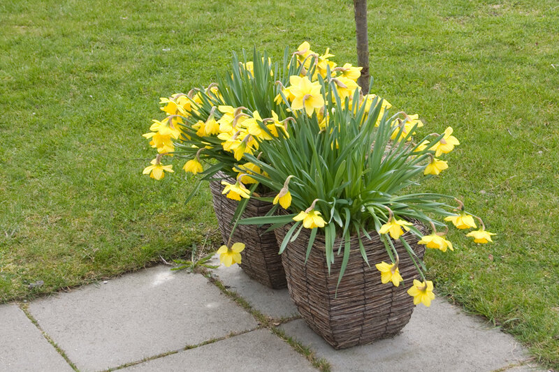 Yellow Daffodils in Baskets