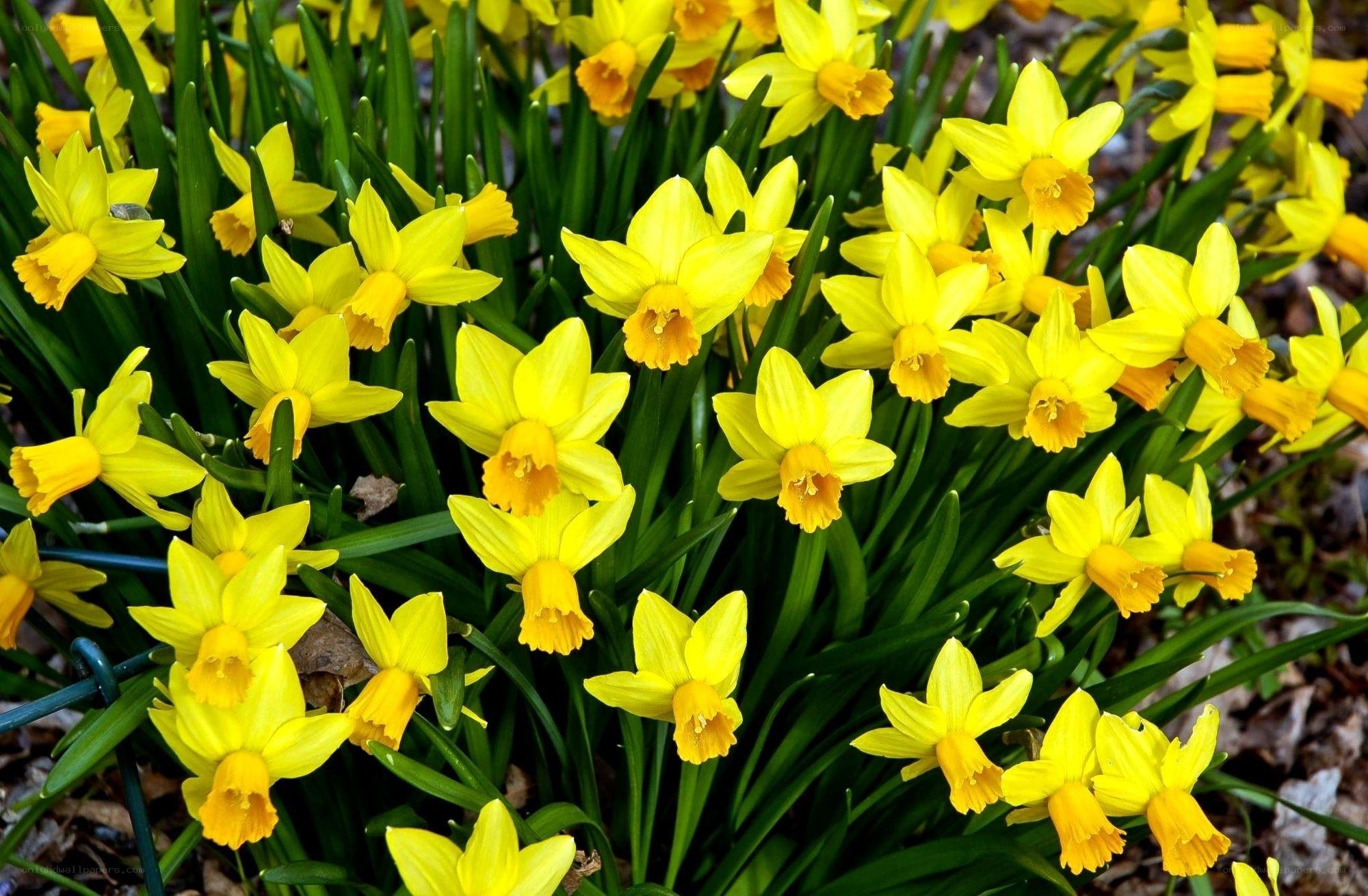 Yellow daffodils in bloom