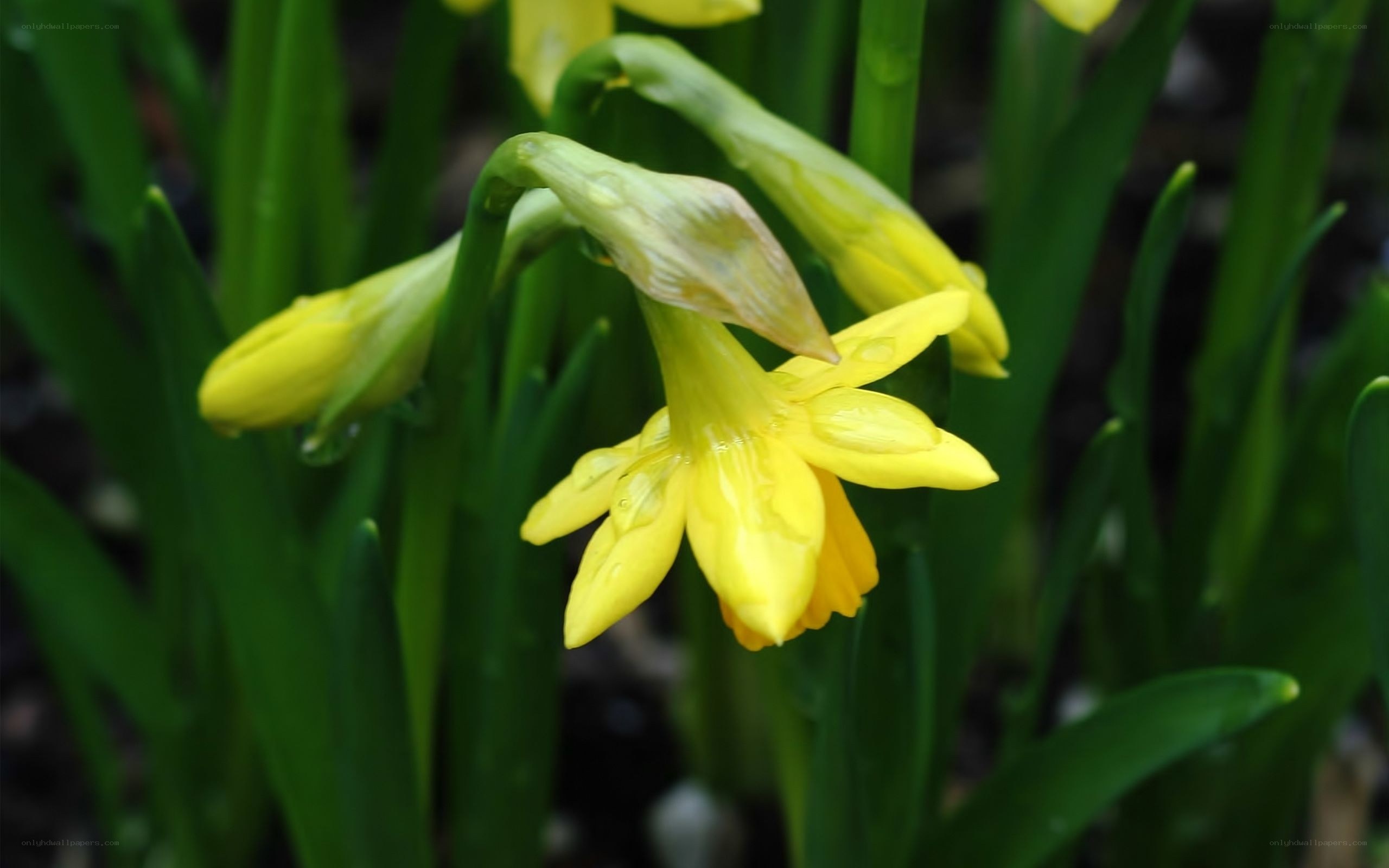 Yellow daffodils in bloom