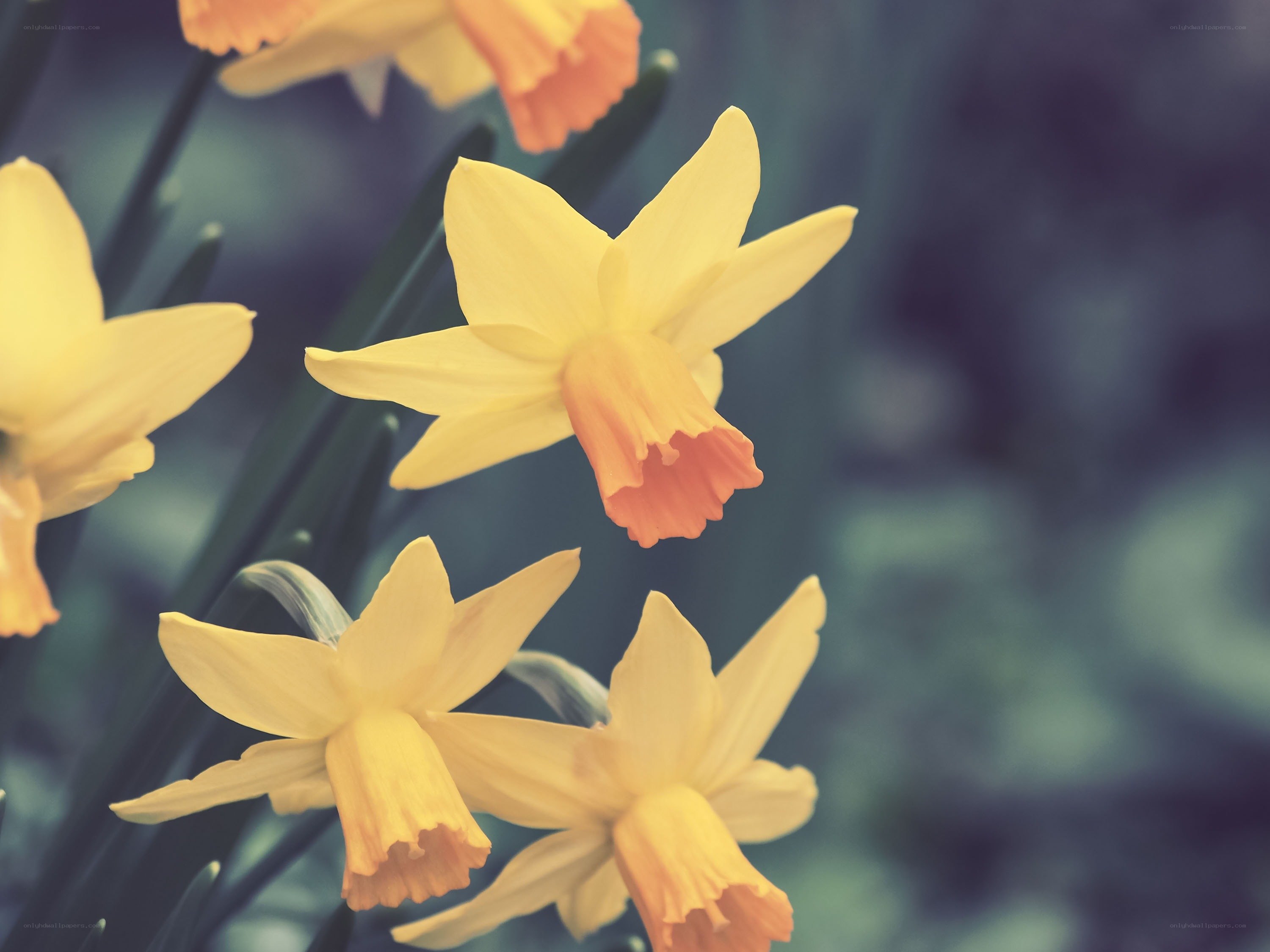 Yellow daffodils in bloom