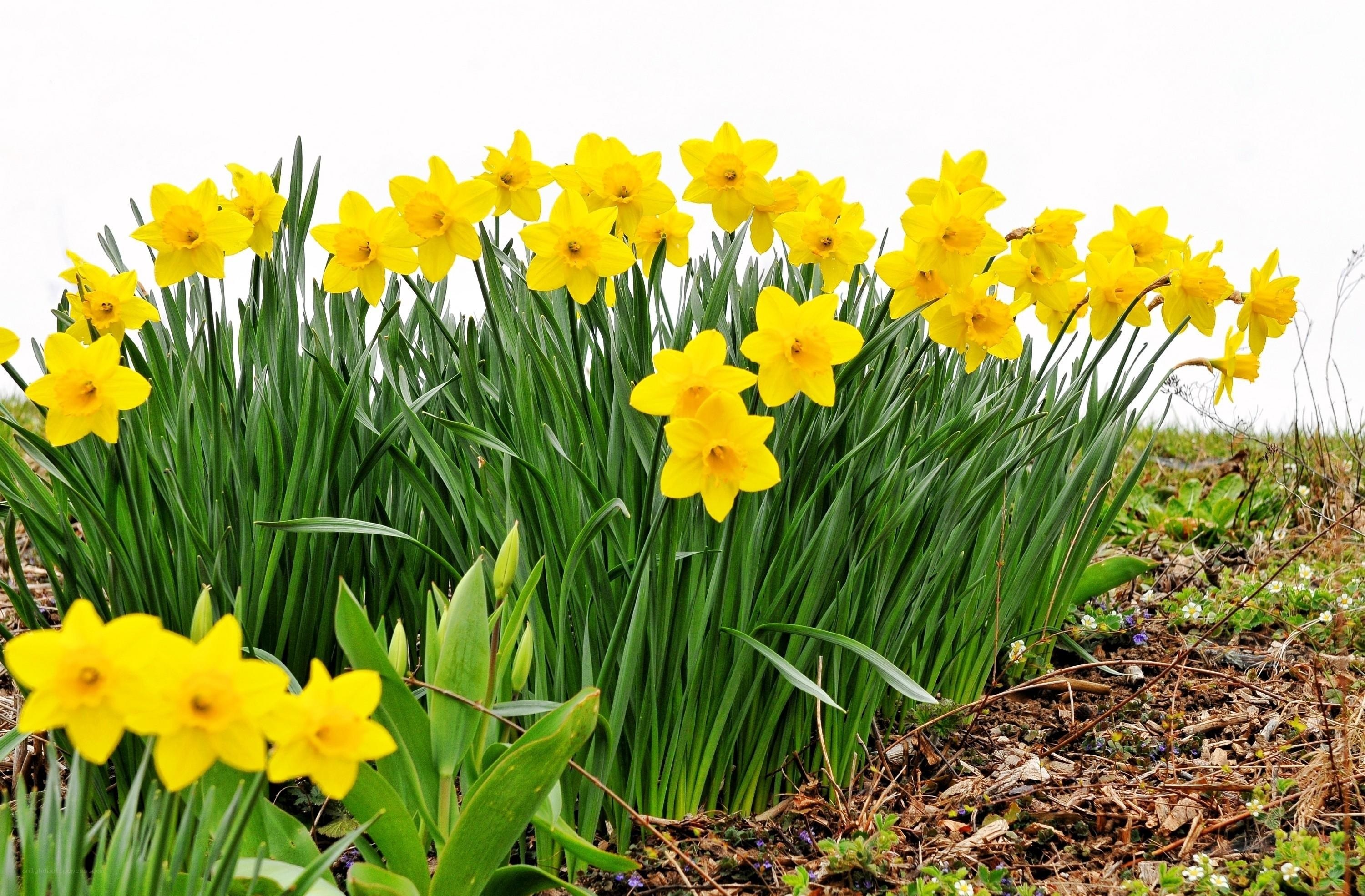 Yellow daffodils in bloom