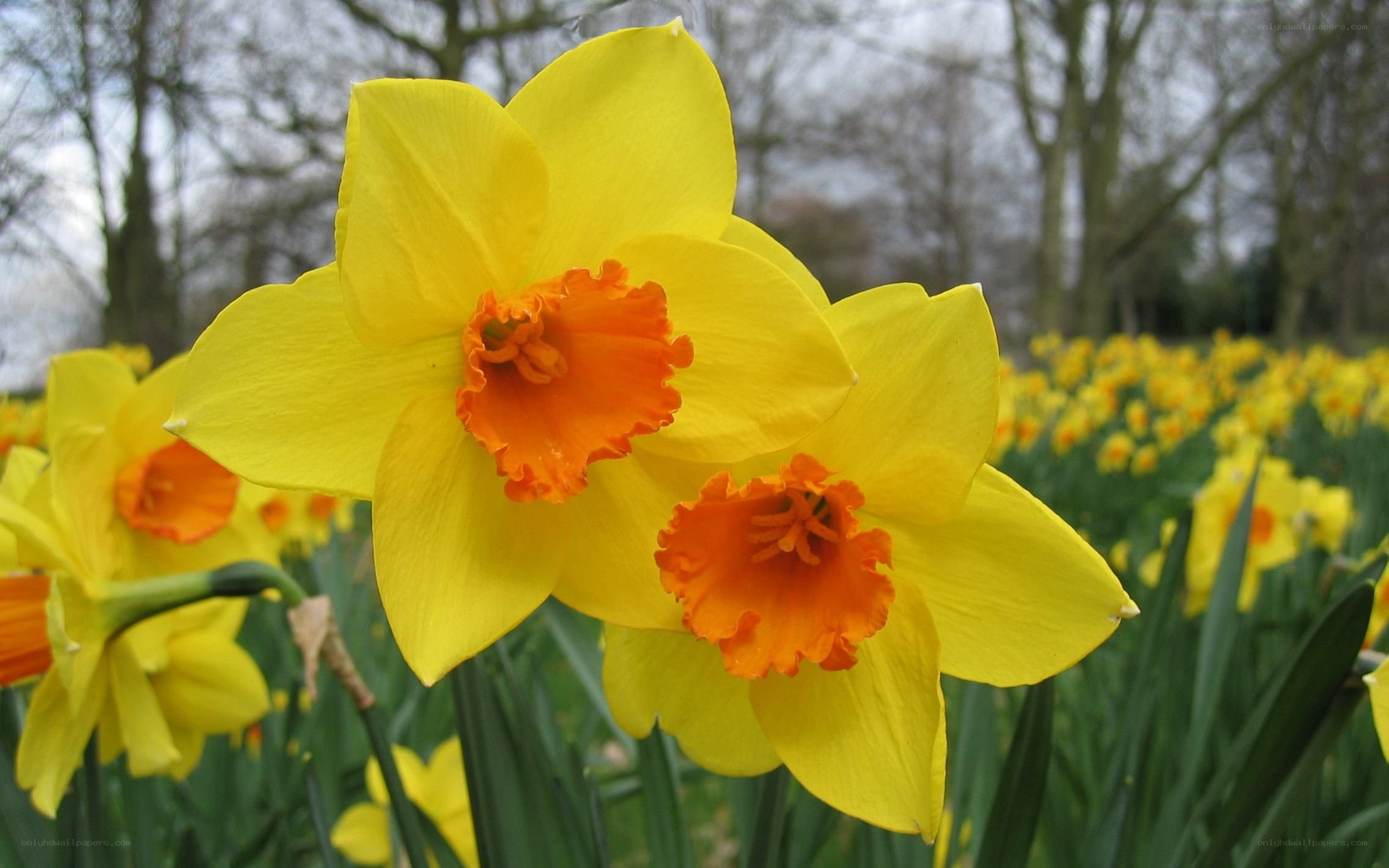 Yellow daffodils in bloom