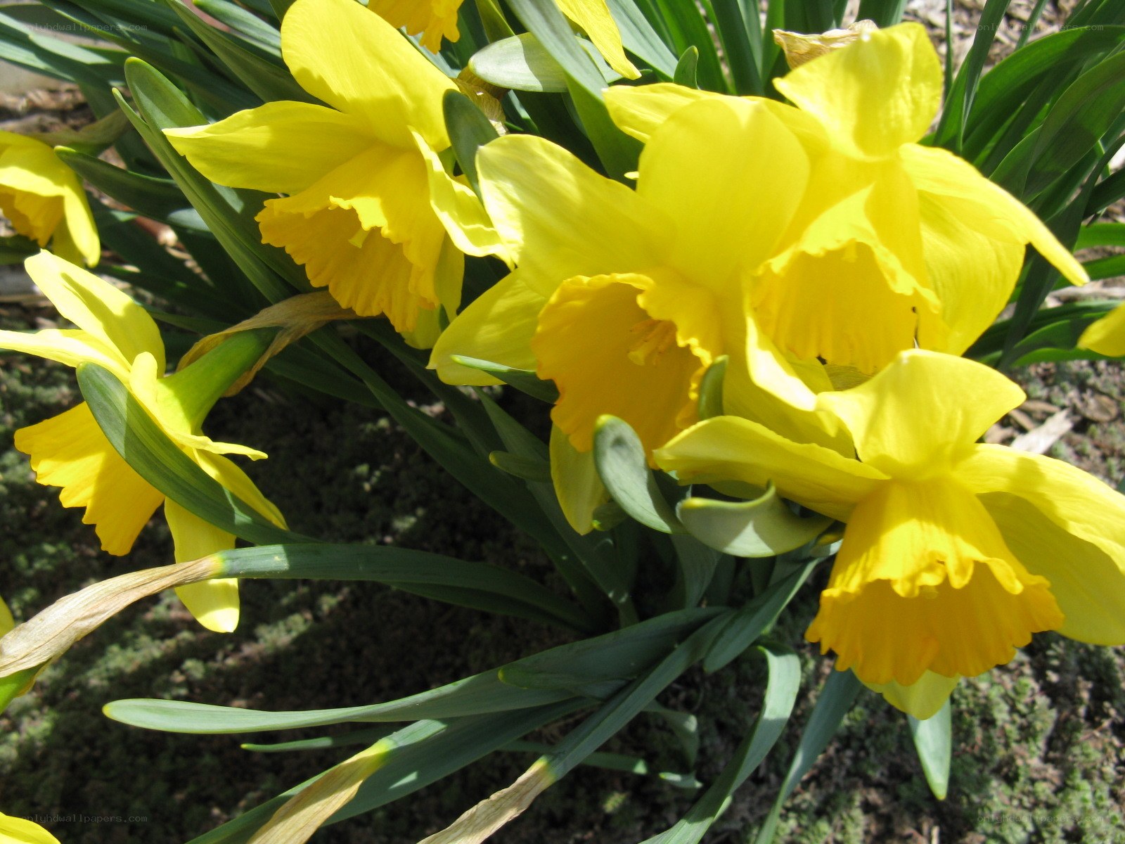 Yellow daffodils in bloom