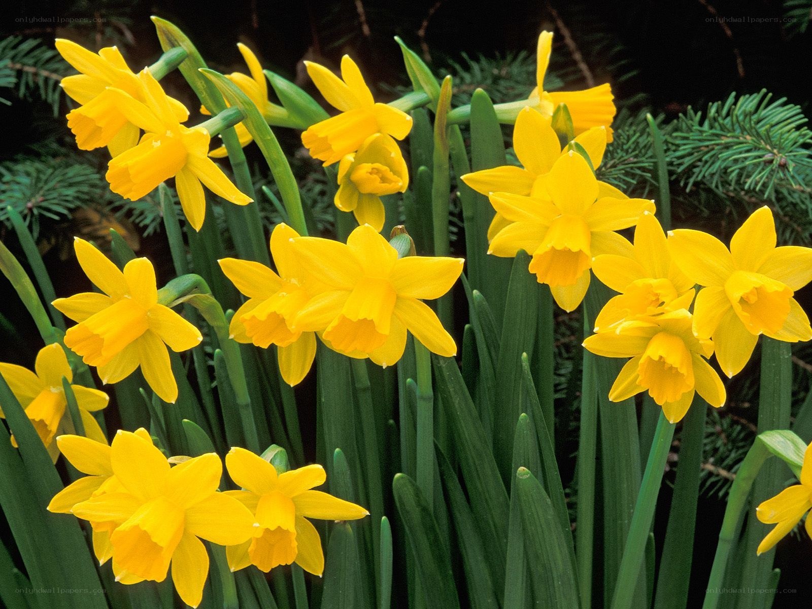 Yellow daffodils in bloom