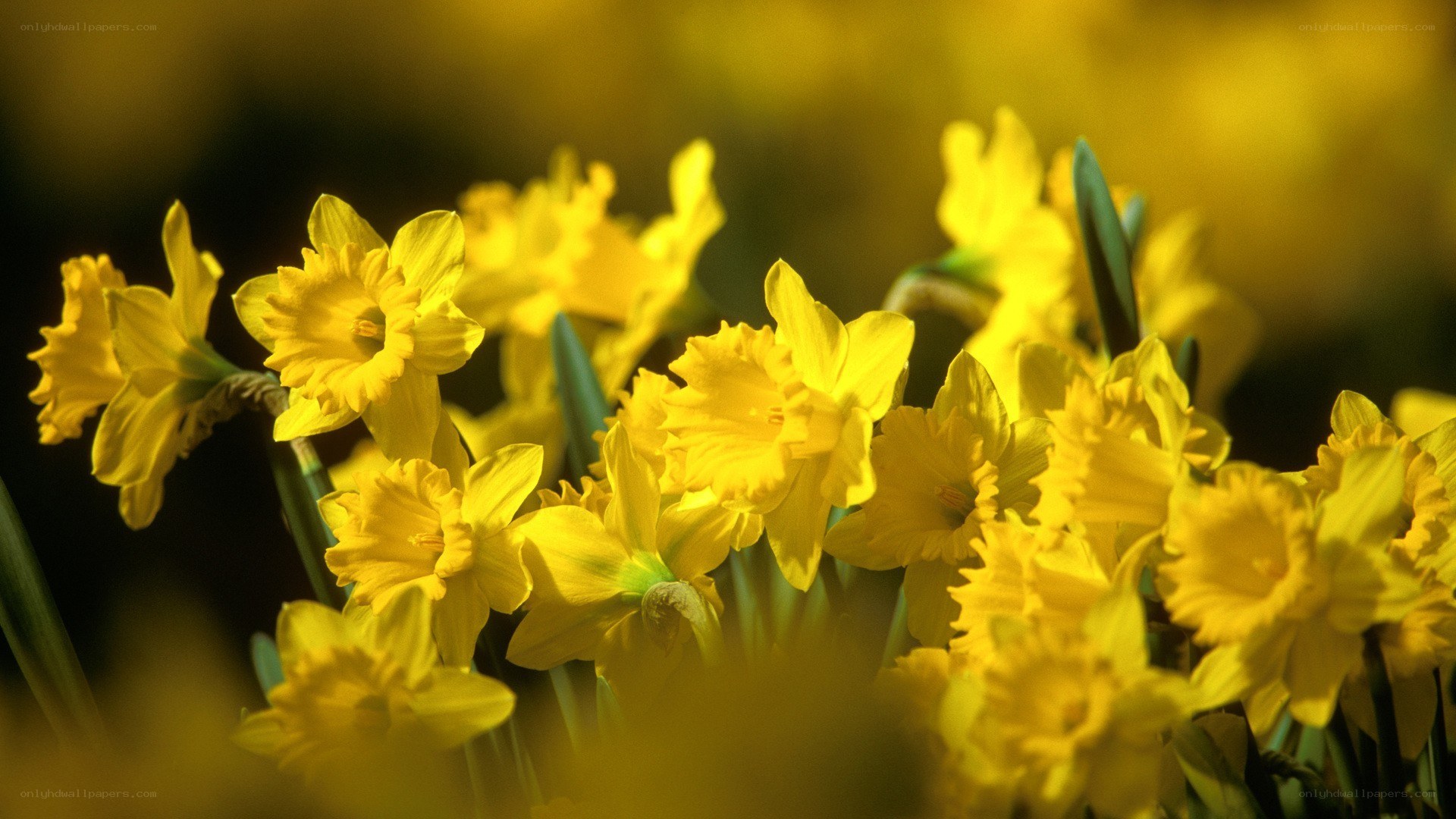 Yellow daffodils in bloom