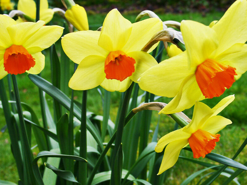Yellow daffodils in bloom