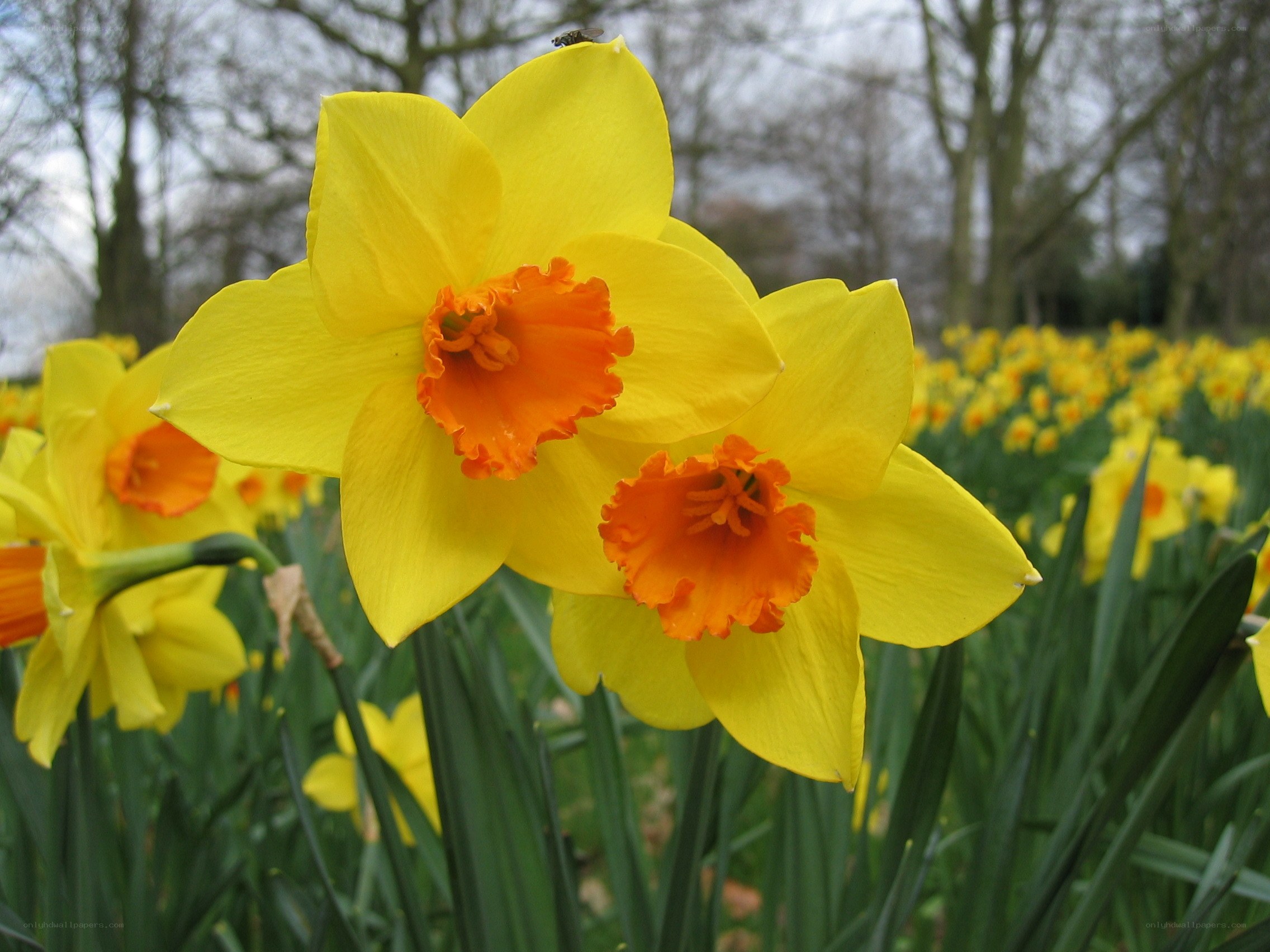 Yellow daffodils in bloom