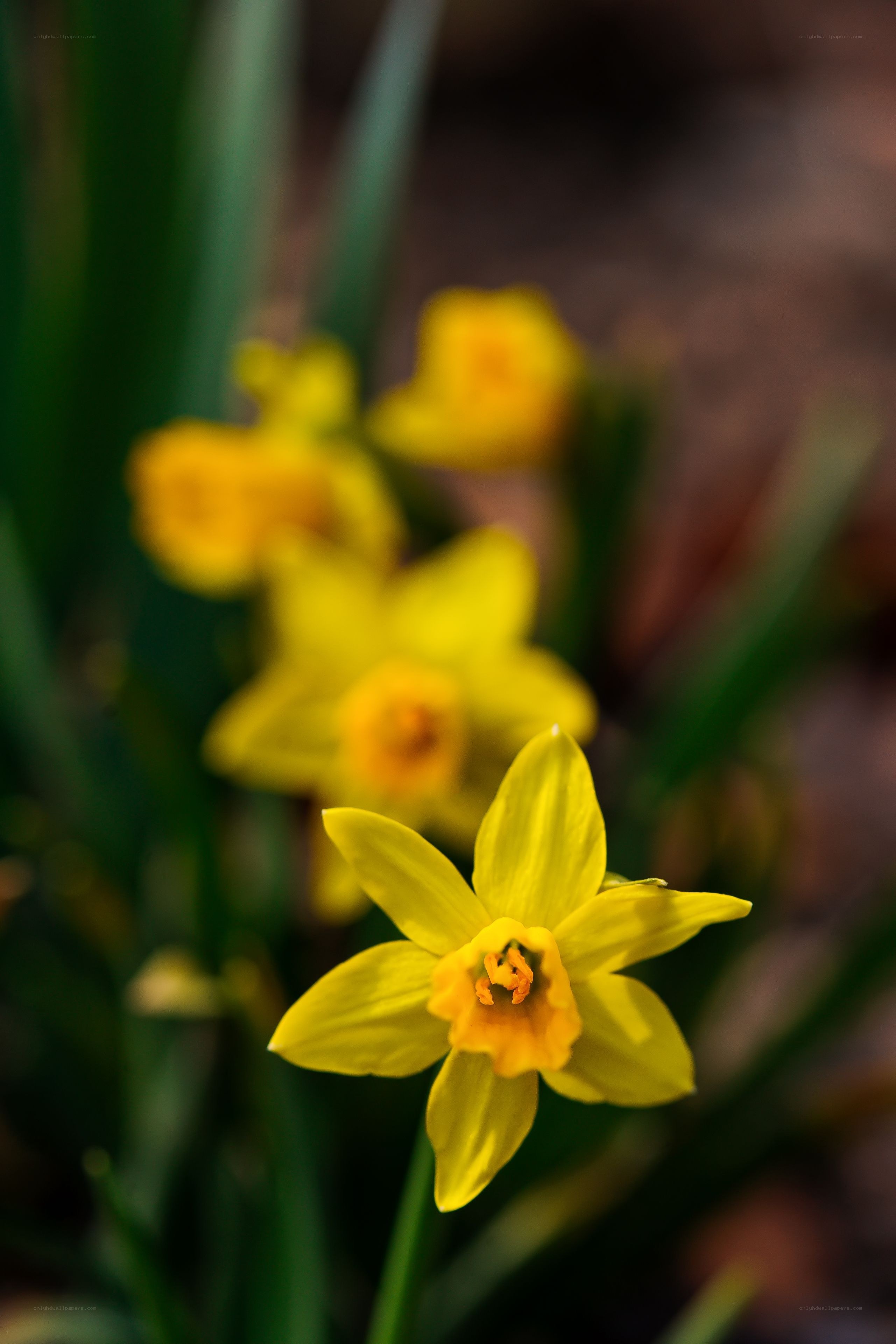Yellow daffodils in bloom