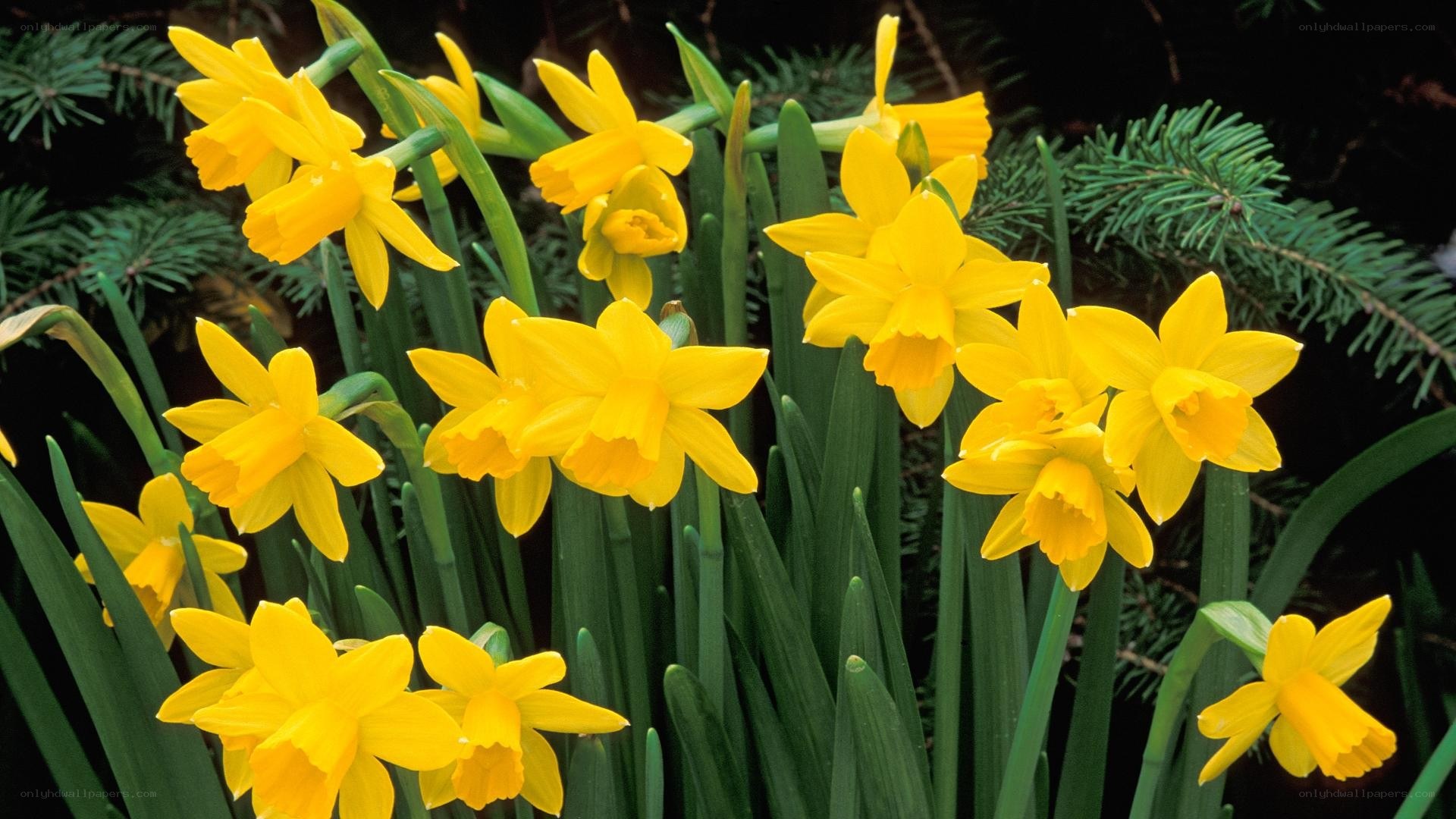 Yellow daffodils in bloom