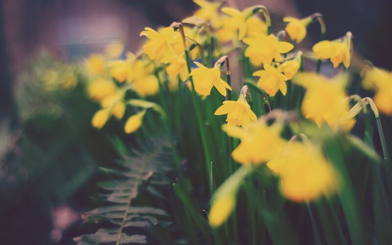 Yellow daffodils in bloom
