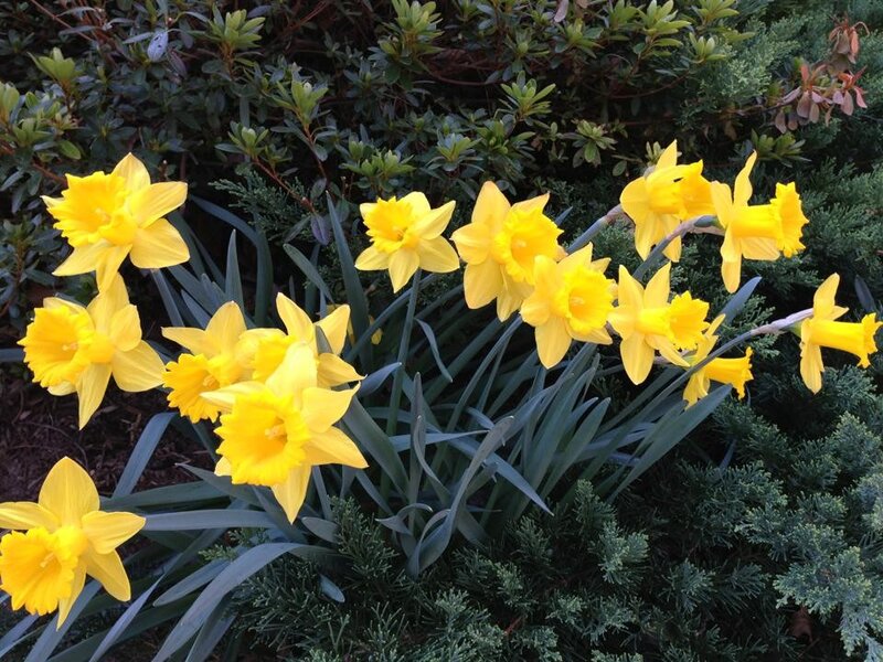 Yellow daffodils in bloom