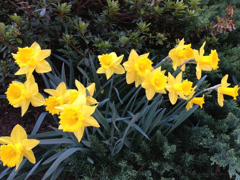 Yellow daffodils in bloom