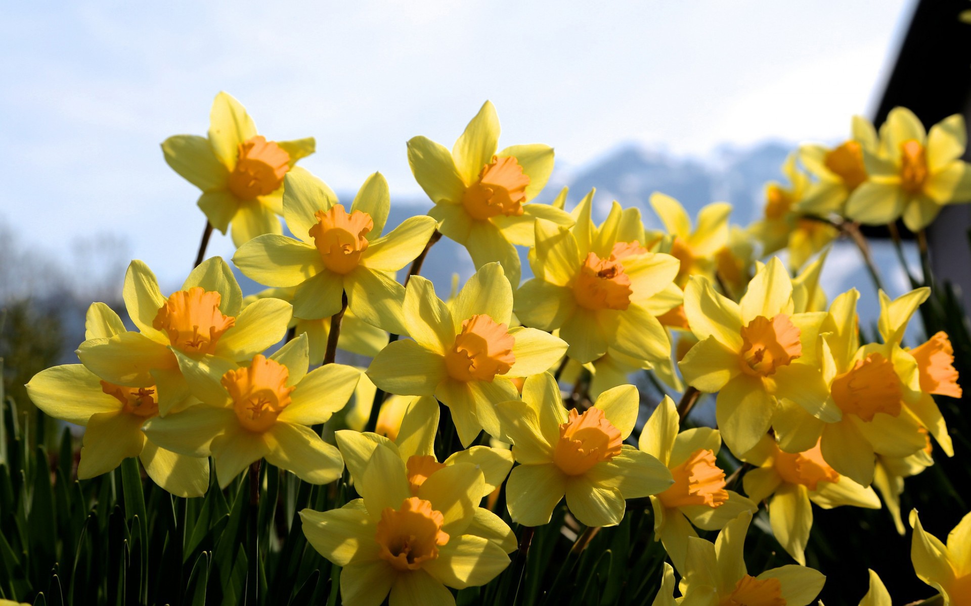 Yellow daffodils in bloom
