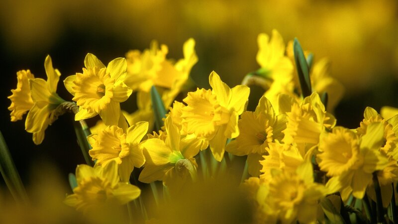 Yellow daffodils in bloom