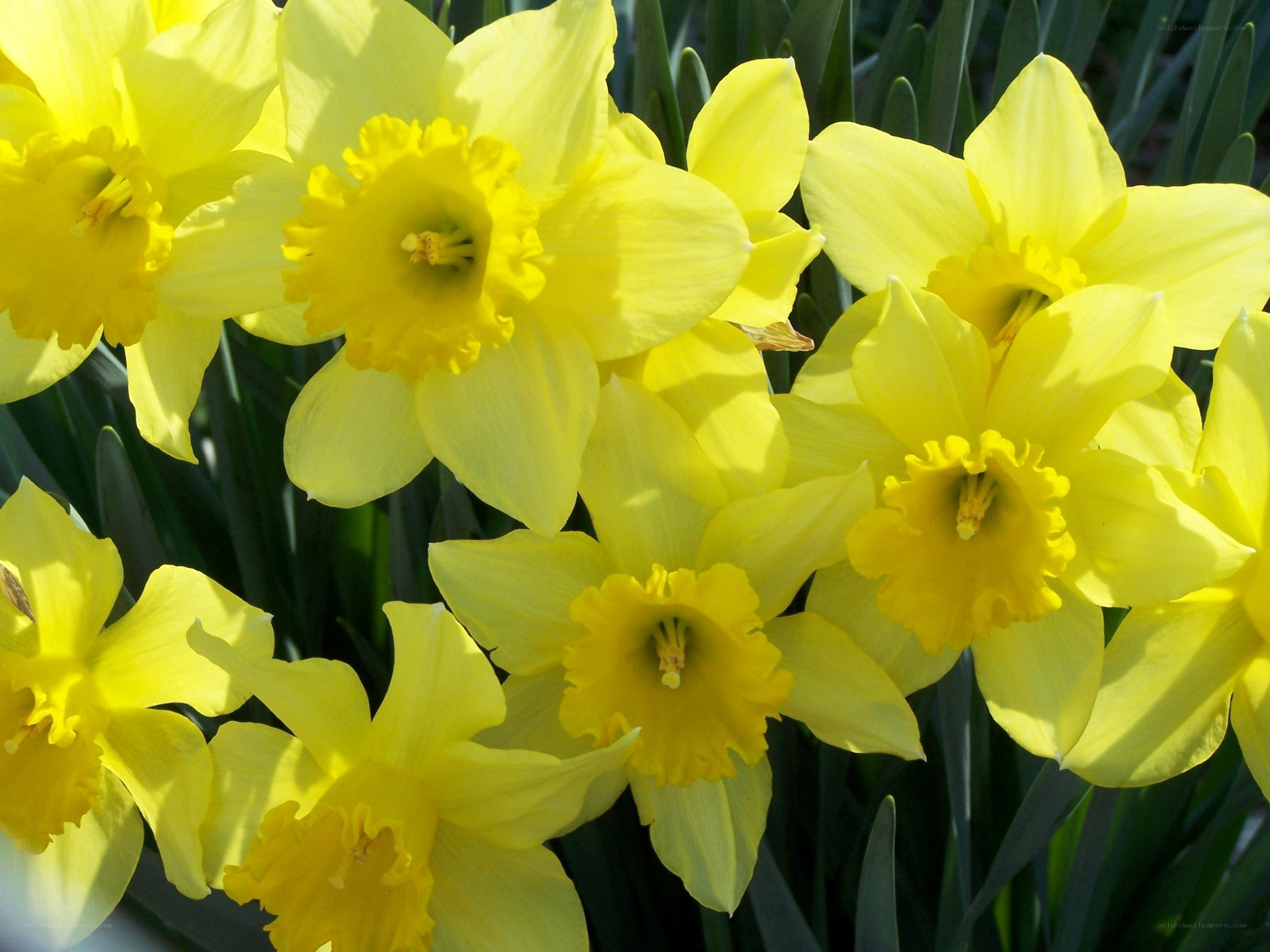 Yellow daffodils in bloom