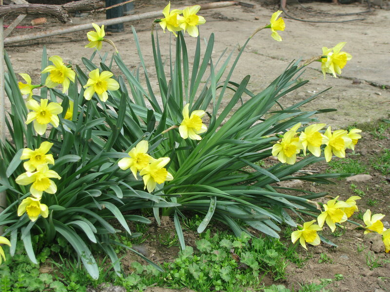 Yellow daffodils in bloom