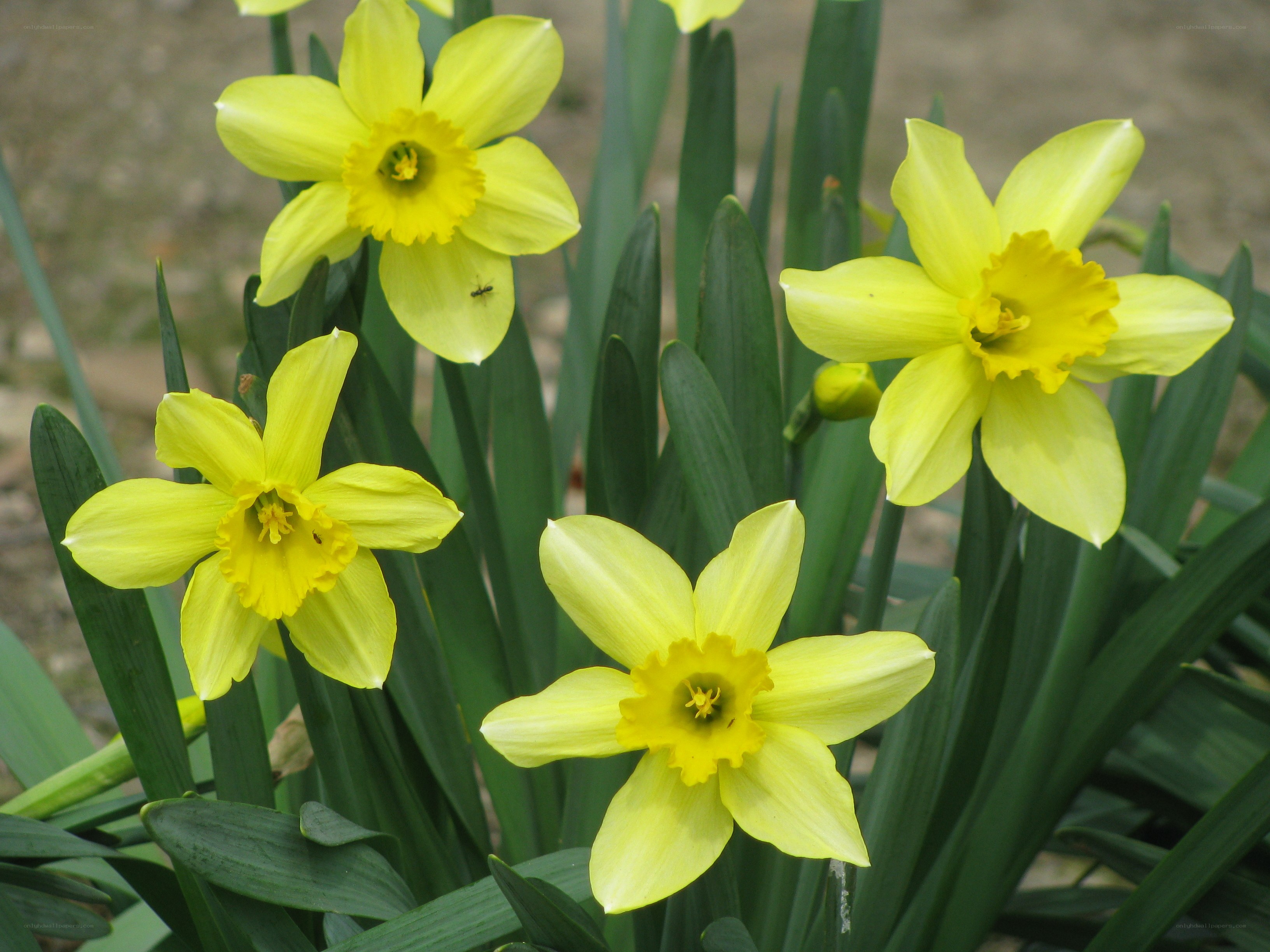 yellow daffodils in bloom