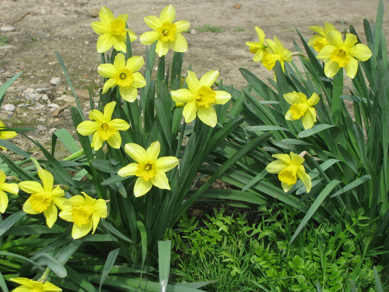 Yellow daffodils in bloom