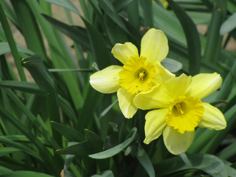 Yellow daffodils in bloom